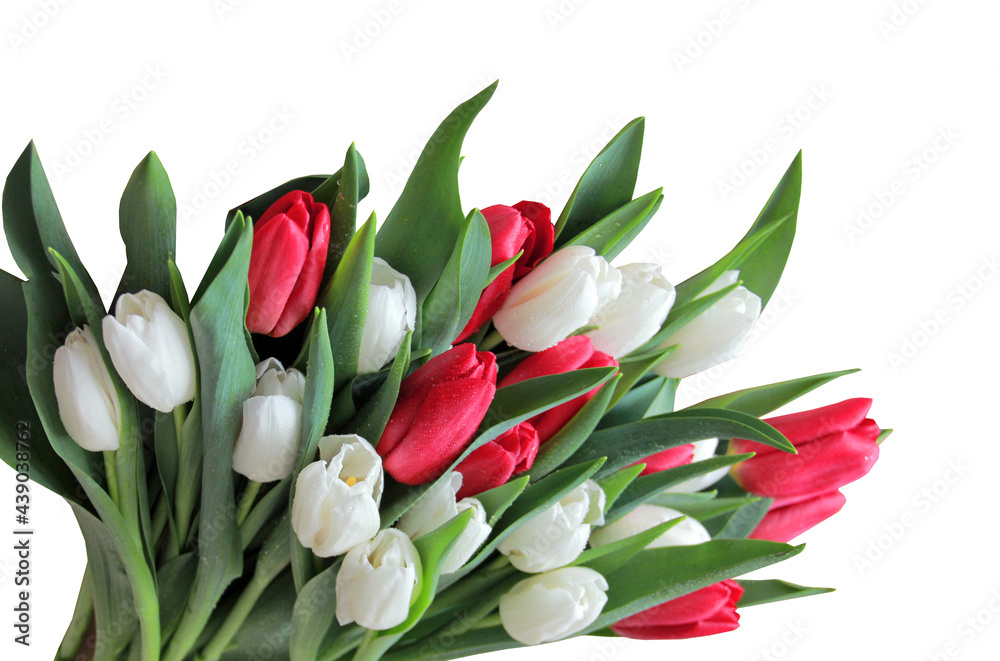 bouquet of pink and white tulips isolated on a white background bouquet of pink and white tulips isolated on a white background