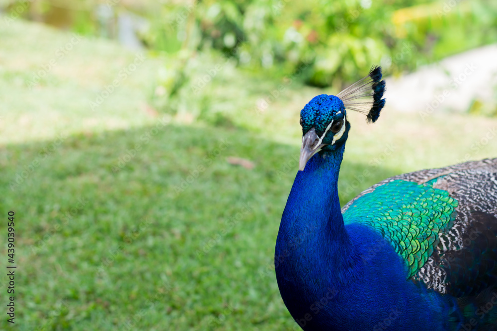 Fototapeta premium close up portrait of peacock