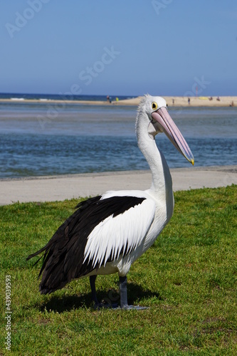 Foto Pelican.