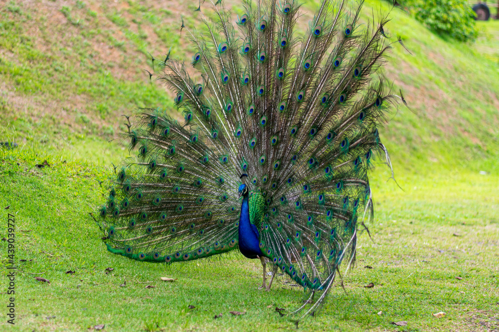 Obraz premium peacock with feathers out
