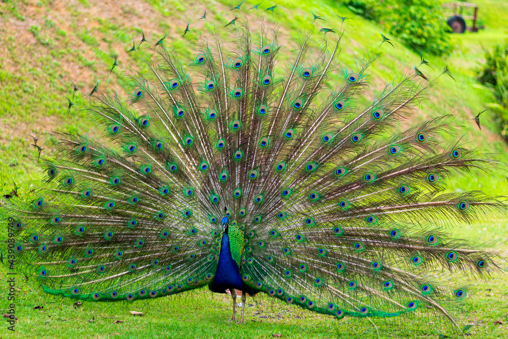 Obraz premium peacock with feathers out