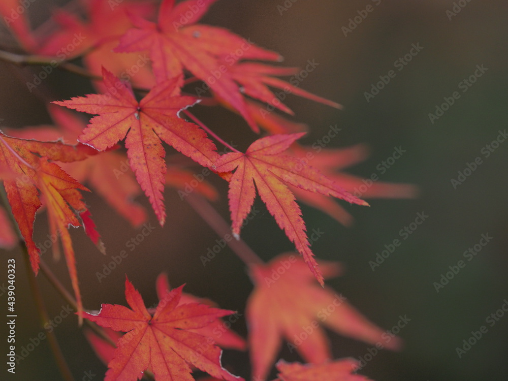 落ち着いた色味の紅葉 落ち着いた色味の紅葉