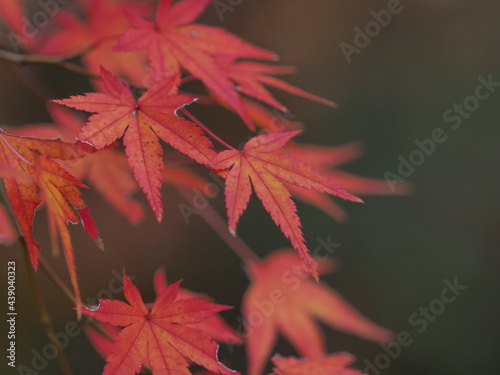 落ち着いた色味の紅葉
