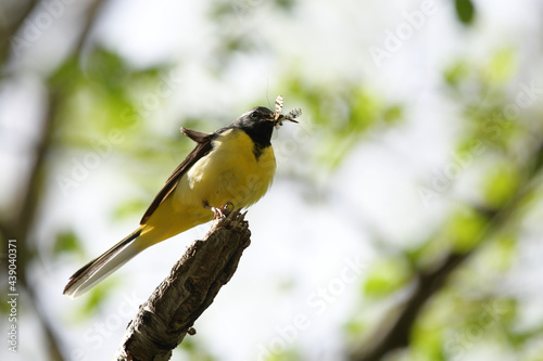 Grey wagtail holding a bag in its beck