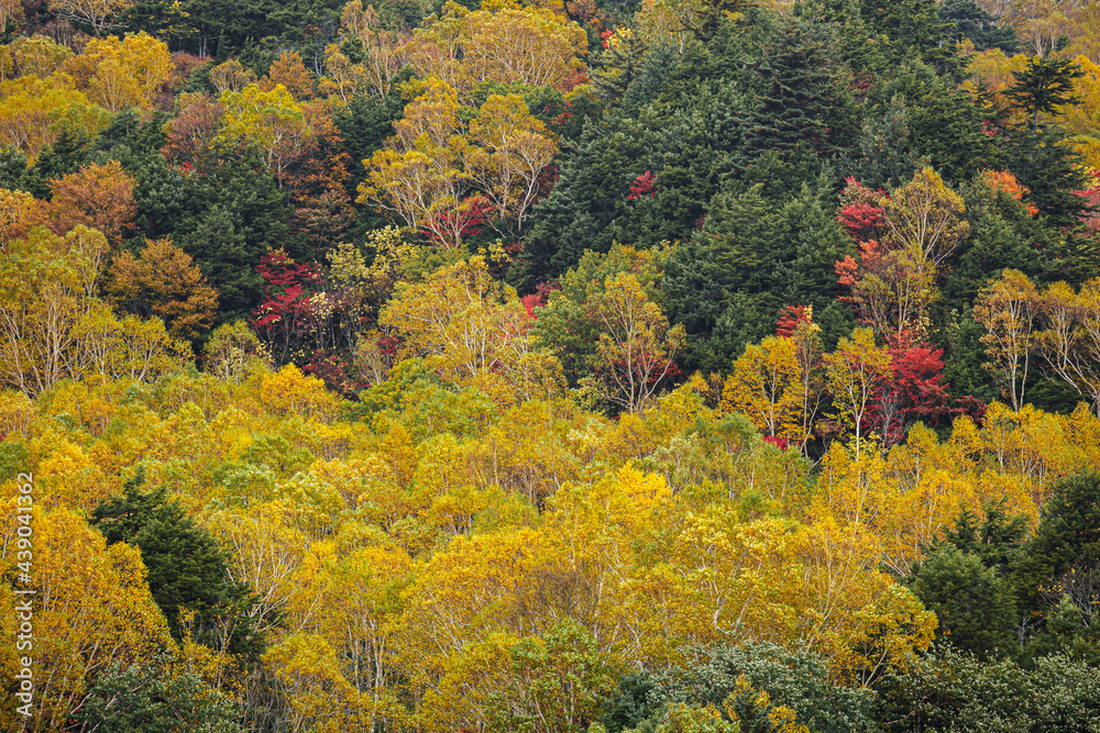 黄色や赤色の木々が高原の山襞を飾り付けていく