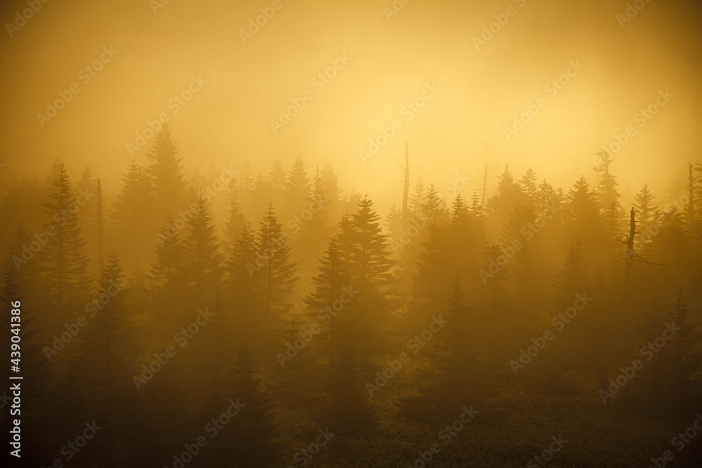 霧が立ち込めた早朝の峠に朝陽が差し込むと針葉樹のシルエットが浮かび上がった