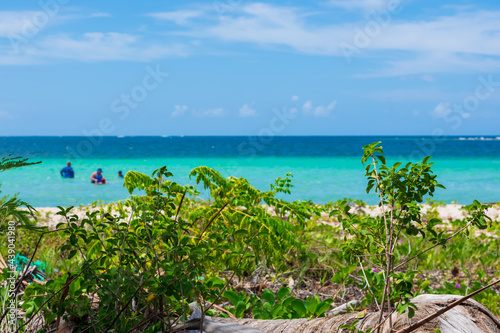 beach with trees