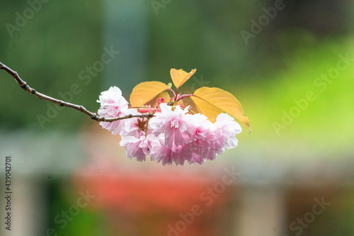 淡い背景に映えるピンクの桜