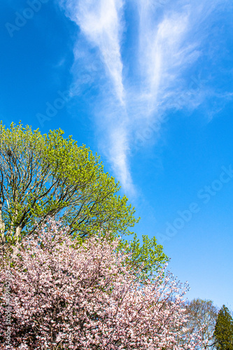 白いすじ雲と青空を背景に咲く桜