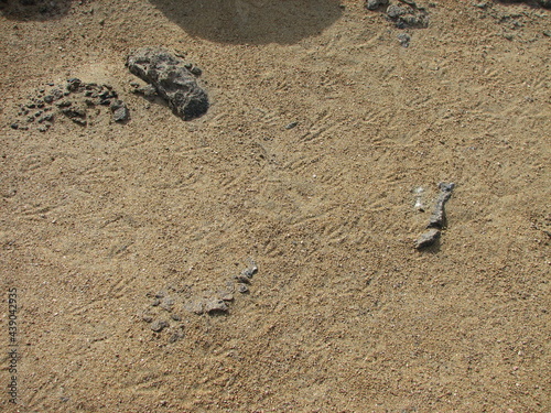 ペンギンの足跡(砂浜) 