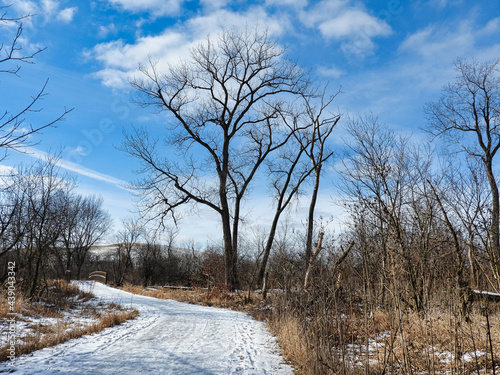 Bare Tree on Walking Path in Winter: Cold, frigid day with a bright blue sky with a few clouds a tall, bare tree stands out on the path