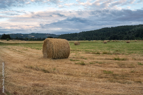 Rolled hay bale on a field at sunset © Victoria