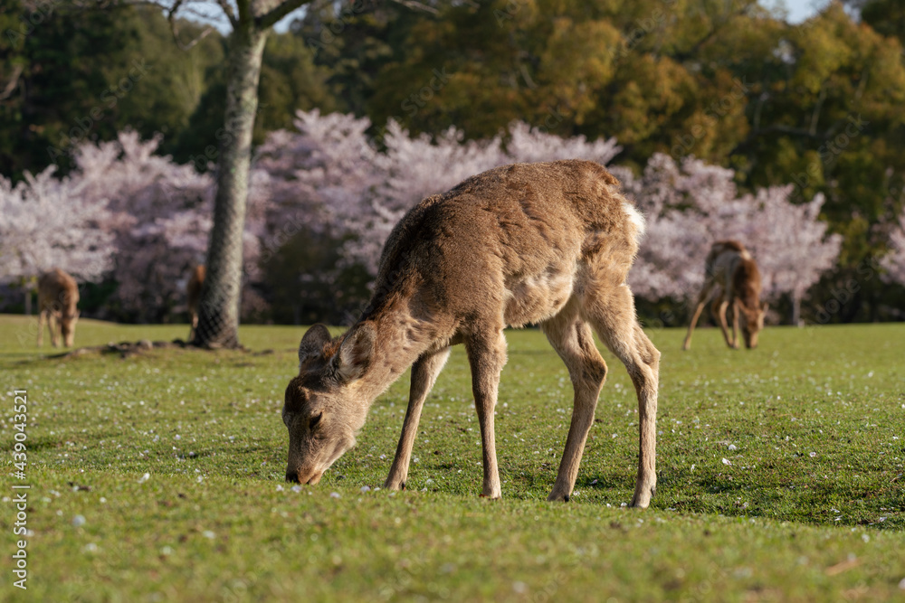 Deer and Cherry Blossoms in Nara, Japan Deer and Cherry Blossoms in Nara, Japan