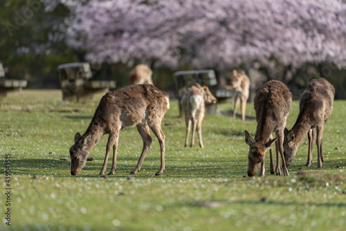 Deer and Cherry Blossoms in Nara  Japan