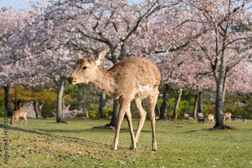 Deer and Cherry Blossoms in Nara, Japan