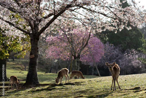 Deer and Cherry Blossoms in Nara  Japan