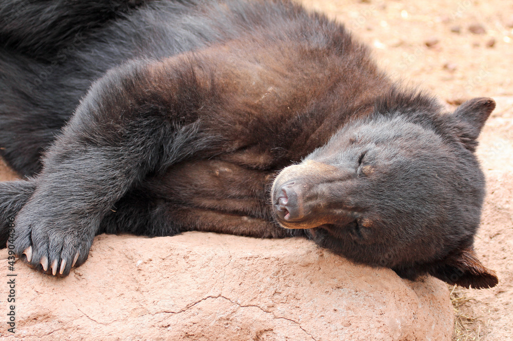 Black bear sleeping, Bearizona Park, Arizona Black bear sleeping, Bearizona Park, Arizona