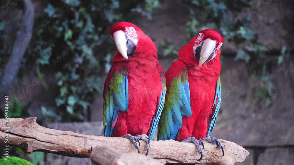 Parrot, Animals, Nature, Wildlife, Animals in Their Habitat