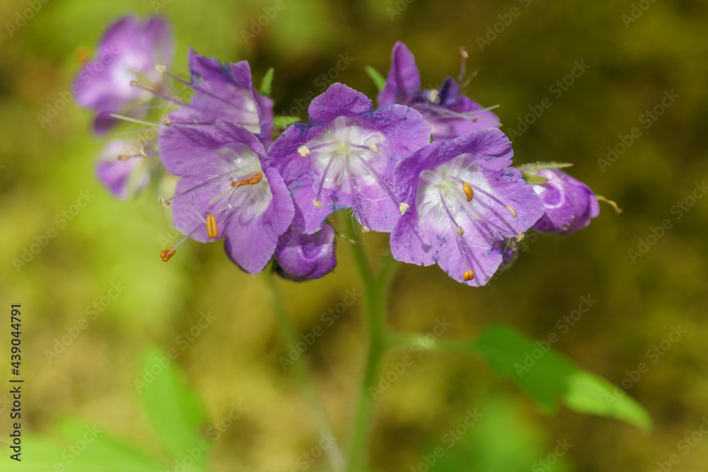 Flowering Phacelia in New River Gorge National Park Flowering Phacelia in New River Gorge National Park