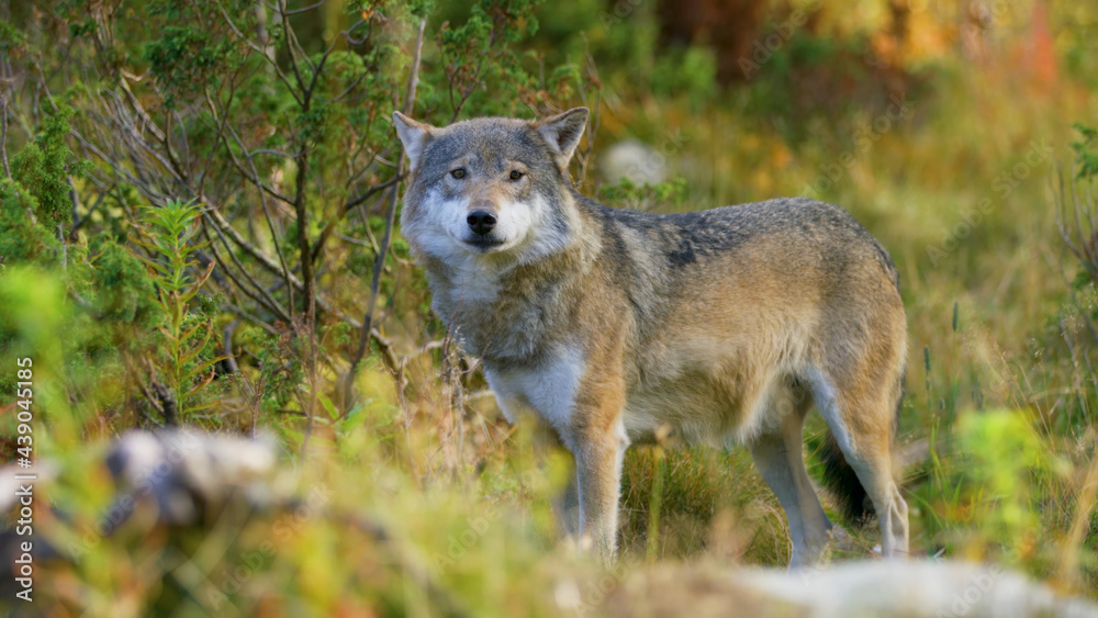 Wolf, Animals, Nature, Wildlife, Animals in Their Habitat