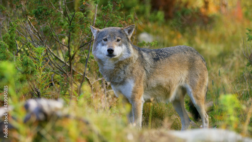 Wolf  Animals  Nature  Wildlife  Animals in Their Habitat