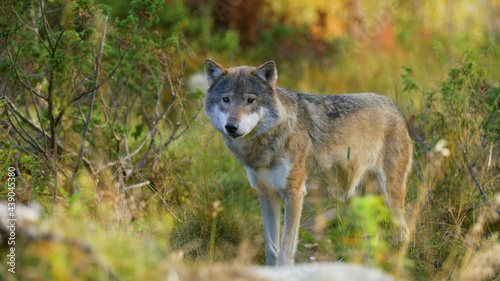 Wolf  Animals  Nature  Wildlife  Animals in Their Habitat