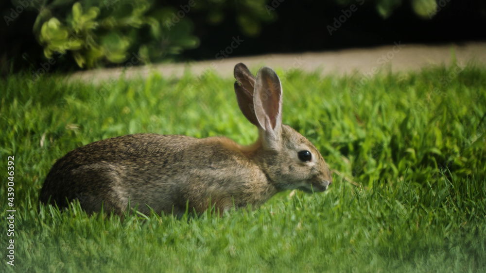 Hare, Animals, Nature, Wildlife, Animals in their Habitat Hare, Animals, Nature, Wildlife, Animals in their Habitat