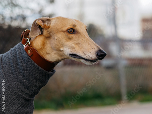 Portrait of a pet greyhound in grey sweater 