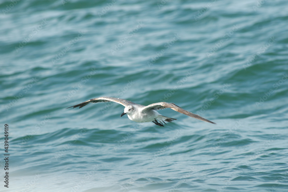 Fototapeta premium seagull flying over the blue mexican cariba sea