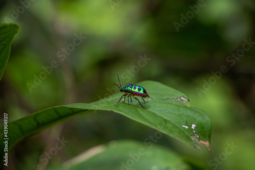 Colourful Jewel bug on green leaf in Vientiane, Laos © Stephen