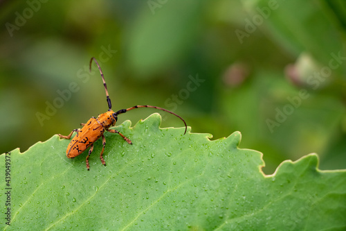 orange and black Flat-faced longhorn beetle - Cremnosterna carissima on green leaf in Laos