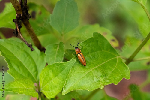 brown click beetle on green leaf in Laos