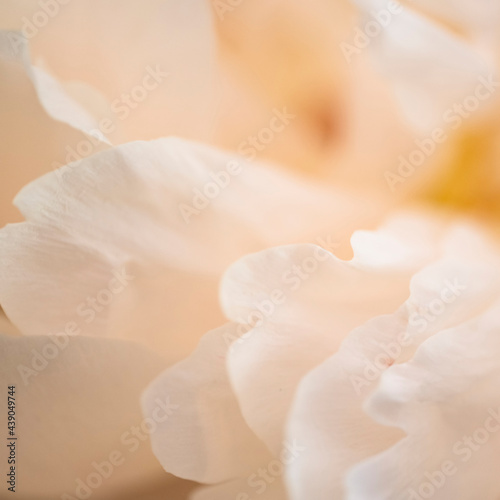 Extreme close-up of peach colored chrysanthemum petals