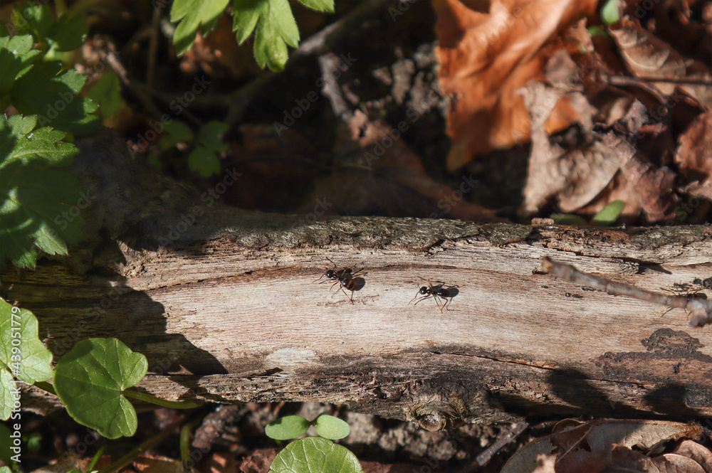 Forest ants crawl along the branch.