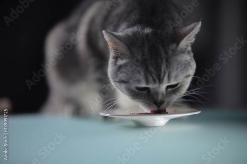 British Short Hair Cat