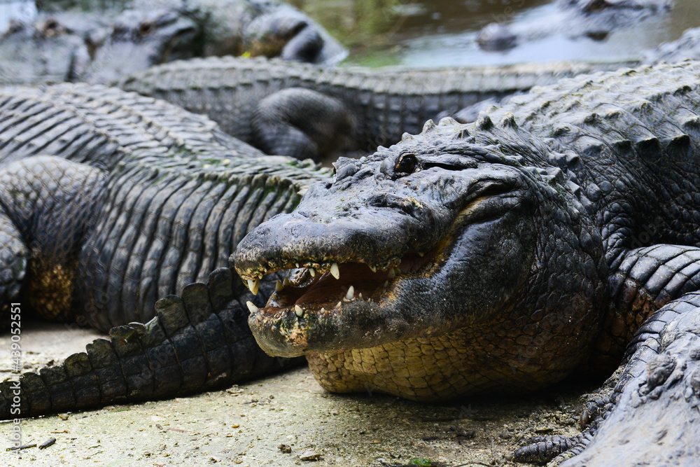 Fototapeta premium american alligator in the everglades