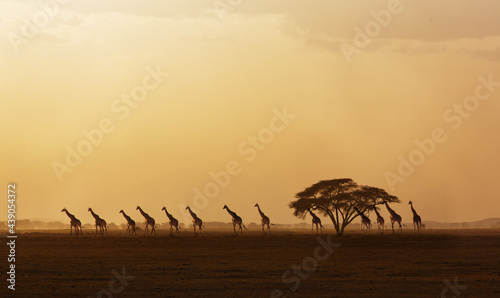 Africa, Kenya, Giraffes walking in savannah at sunset in Amboseli National Park photo