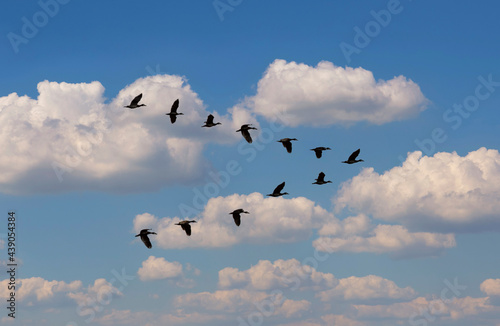 Egyptian Goose (Alopochen aegyptiaca) flying in V-formation against clouds
