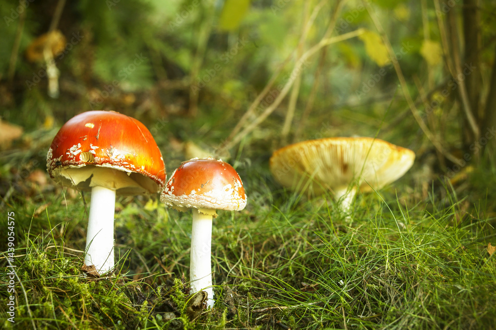 Italy, Piedmont, Valle Cannobina, Mushroom Amanita Muscaria in grass Italy, Piedmont, Valle Cannobina, Mushroom Amanita Muscaria in grass