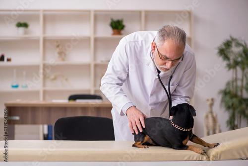 Old male vet doctor examining dog in the clinic