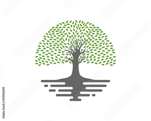 Dense tree with tree trunk silhouette