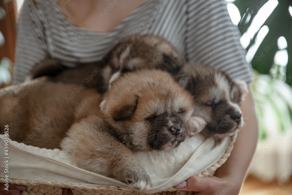 Small newborn puppies in the hands of the owner. Small newborn puppies in the hands of the owner.