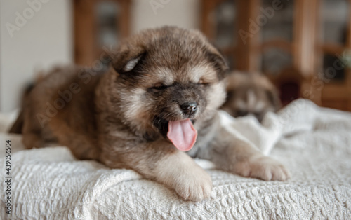 Close-up of a funny fluffy puppy playing on a blanket. © puhimec