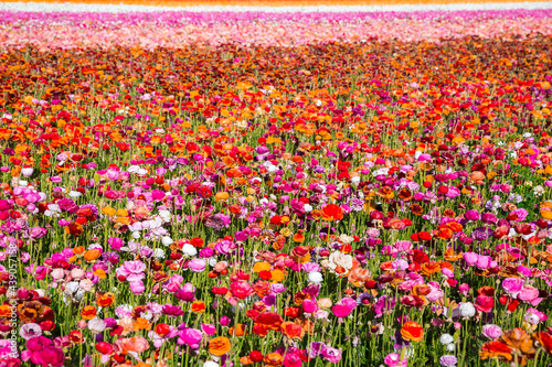 Field of colorful ranunculus flowers