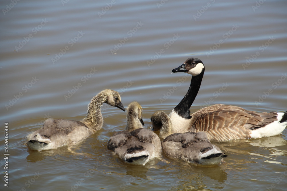 Growth Of The Goslings, Pylypow Wetlands, Edmonton, Alberta Growth Of The Goslings, Pylypow Wetlands, Edmonton, Alberta