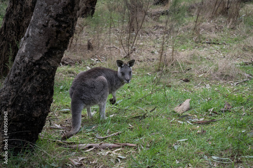 wallaby in the forest