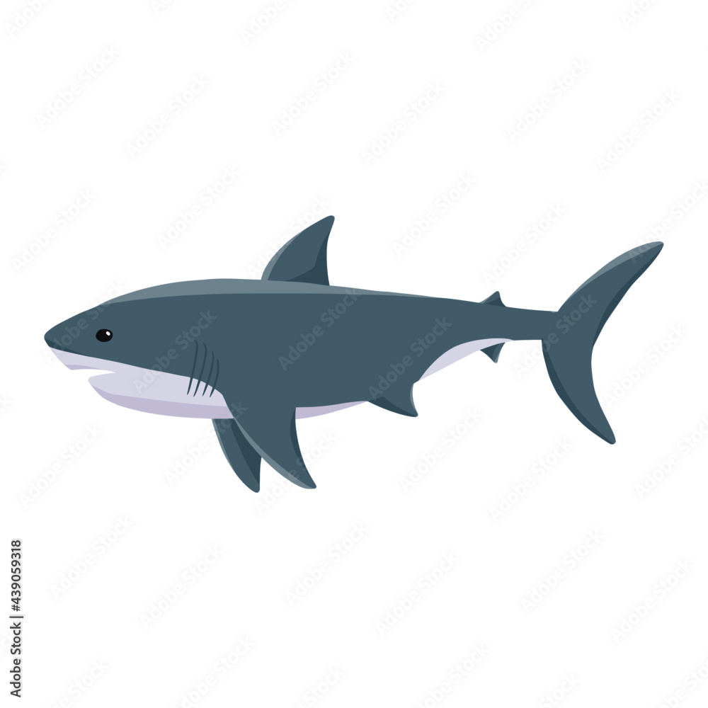 shark of sea animal illustration