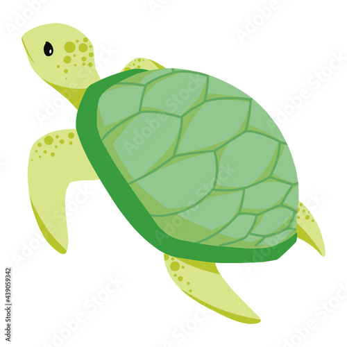 turtle of sea animal illustration