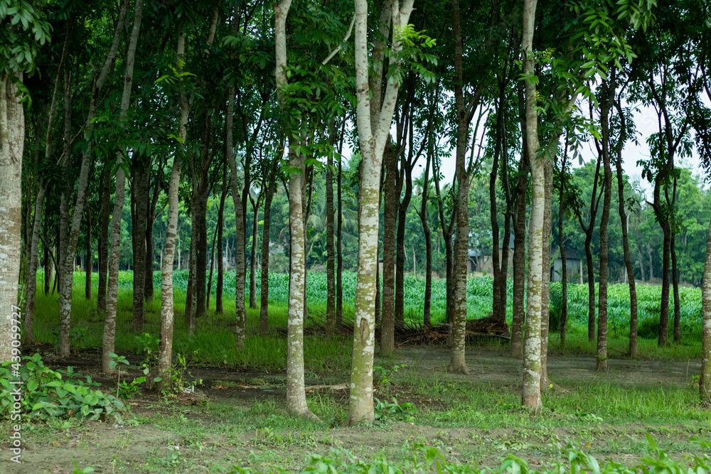 Obraz premium Forest or the woodland where rows and rows of mahogany trees