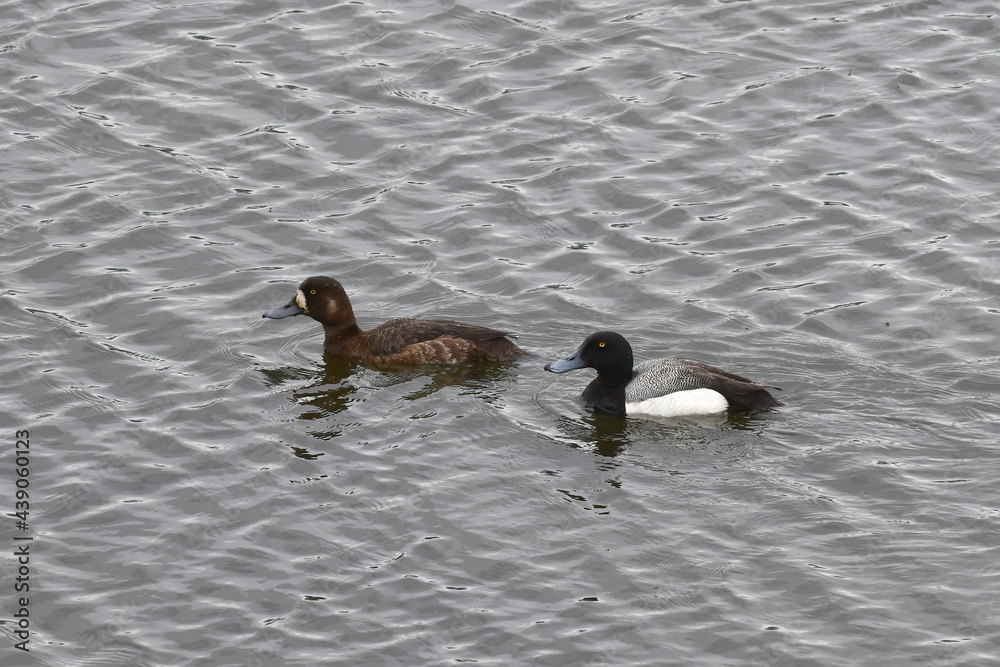 A breeding pair of Greater Scaups (Aythya marila) swim in Potter Marsh near Anchorage, Alaska. A breeding pair of Greater Scaups (Aythya marila) swim in Potter Marsh near Anchorage, Alaska.